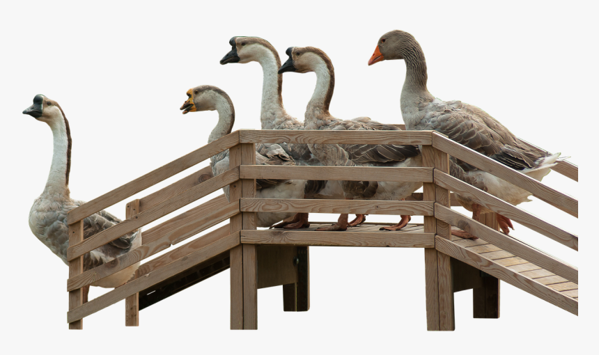 Geese Goose Stairs Stairs Free Photo - Gänsetreppe, HD Png Download