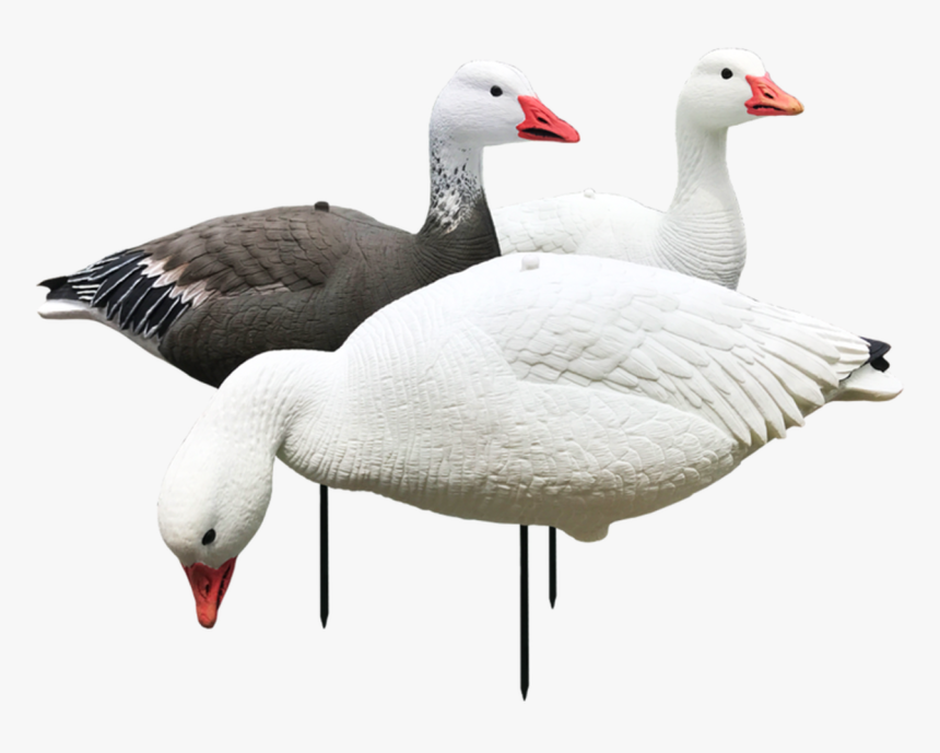 White Rock Evac Snow And Blue Goose Combo 12 Pack - Decoy, HD Png Download