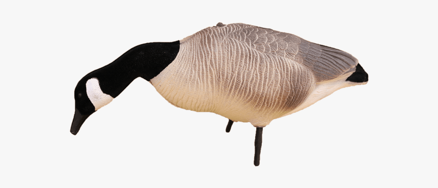 Canada Goose, HD Png Download