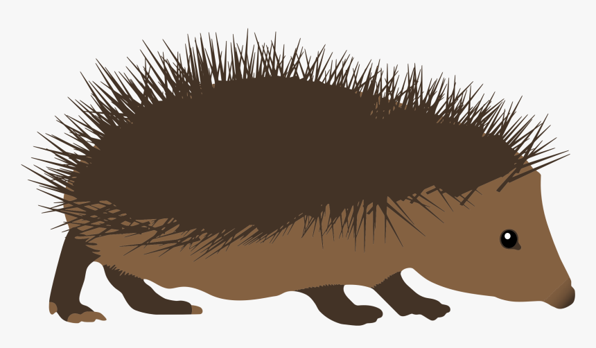 Clipart Hedgehog - Spiky Hedgehog Clipart, HD Png Download