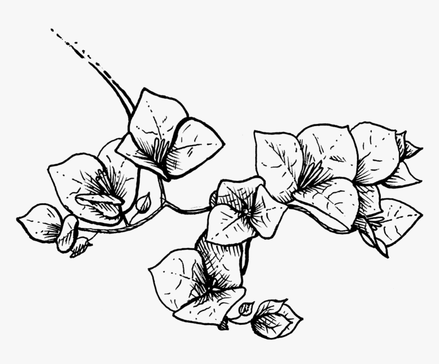 Sketch, HD Png Download