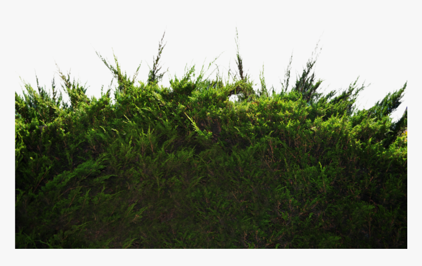 Ground Pine Bush 1 Stock Photo Dsc 0049 Png By Annamae22-d9s4405 - Free Png Real Ground, Transparent Png