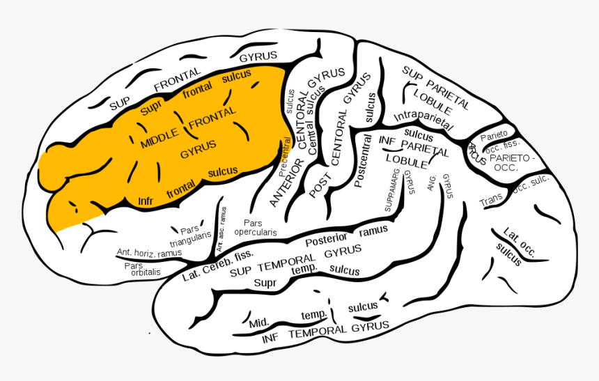 Gray726 Middle Frontal Gyrus - Superior Temporal Sulcus, HD Png Download
