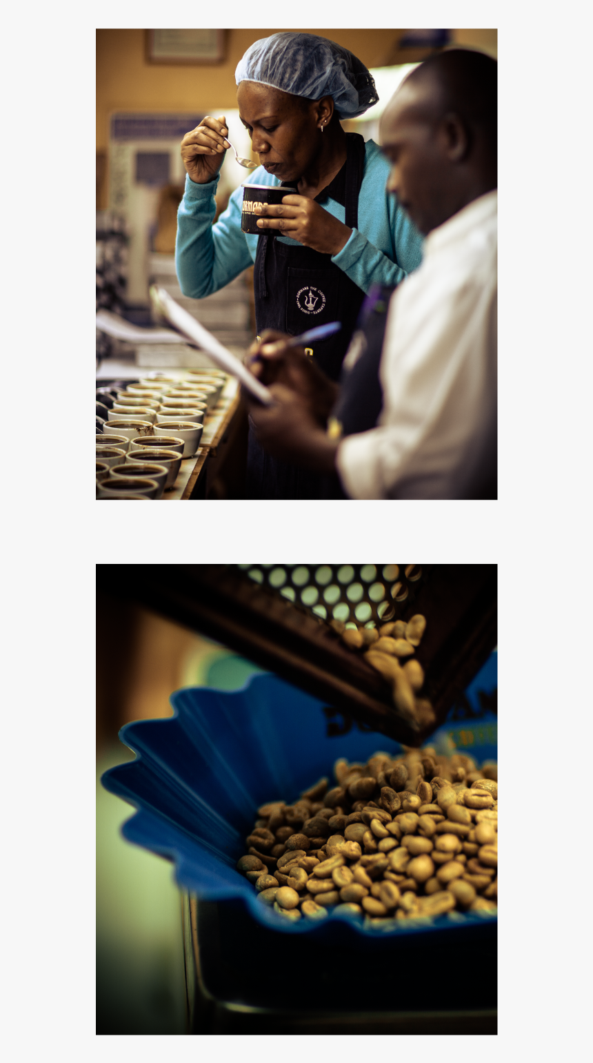 Tasting & Weighing - Coriander, HD Png Download