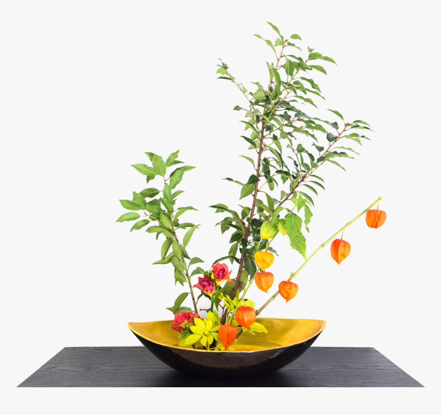 Chinese Lantern Flowers Png Free Download - Growing Chinese Lanterns Pot, Transparent Png