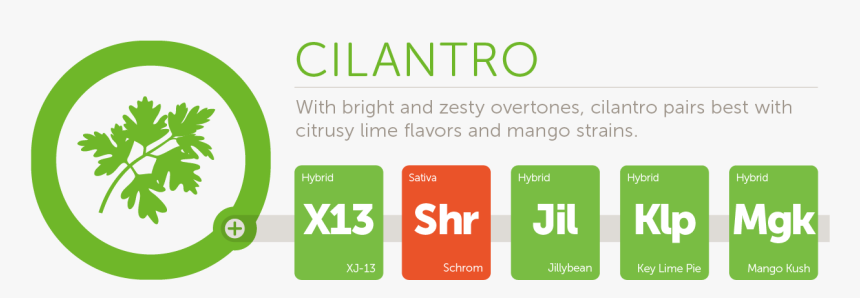 Cilantro@2x - Graphic Design, HD Png Download