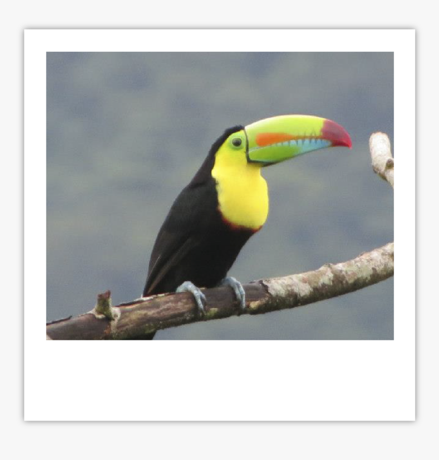 Tucan Img - Toucan, HD Png Download