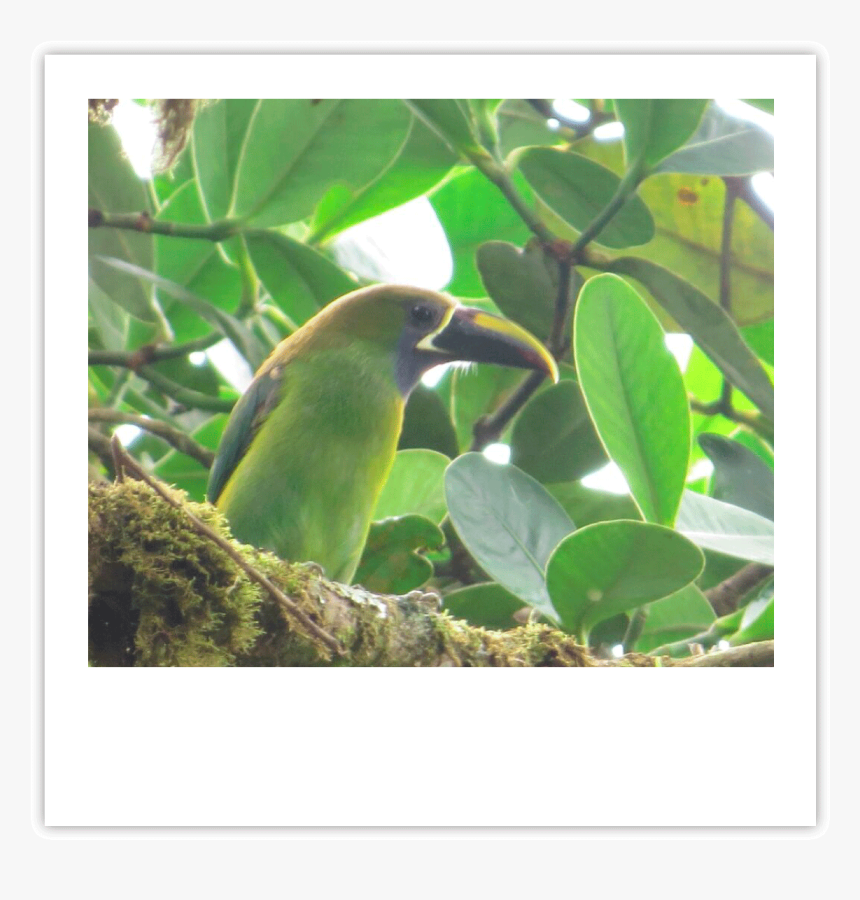 Tucancillo Img - Cedar Waxwing, HD Png Download