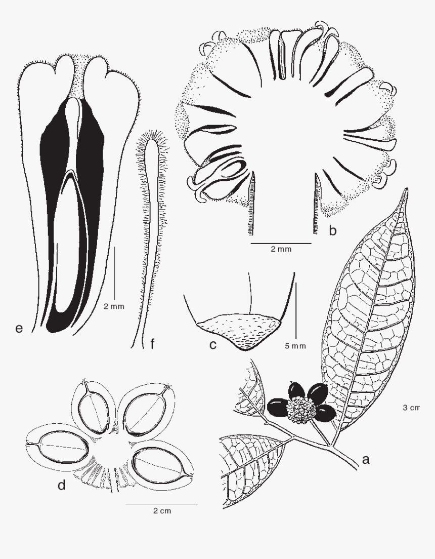 Line Art, HD Png Download