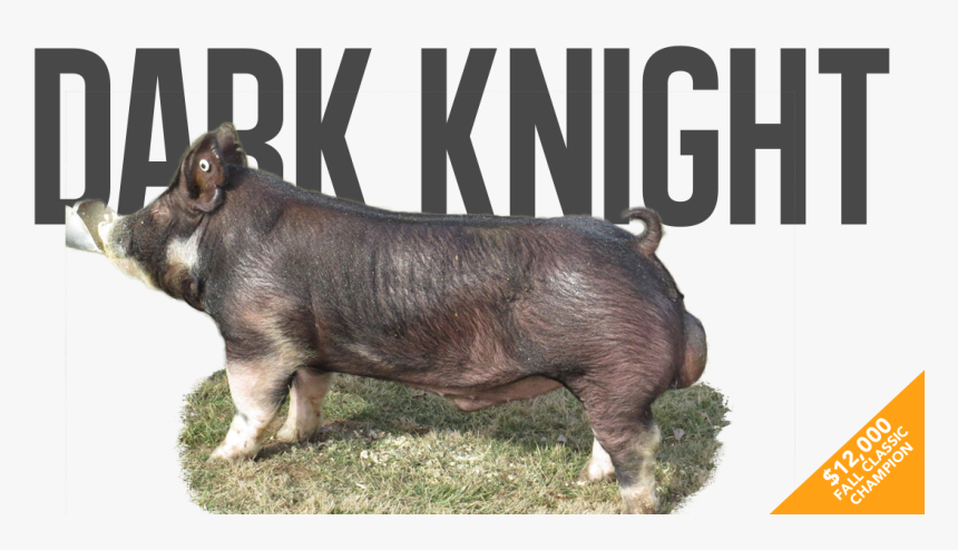 Warthog, HD Png Download
