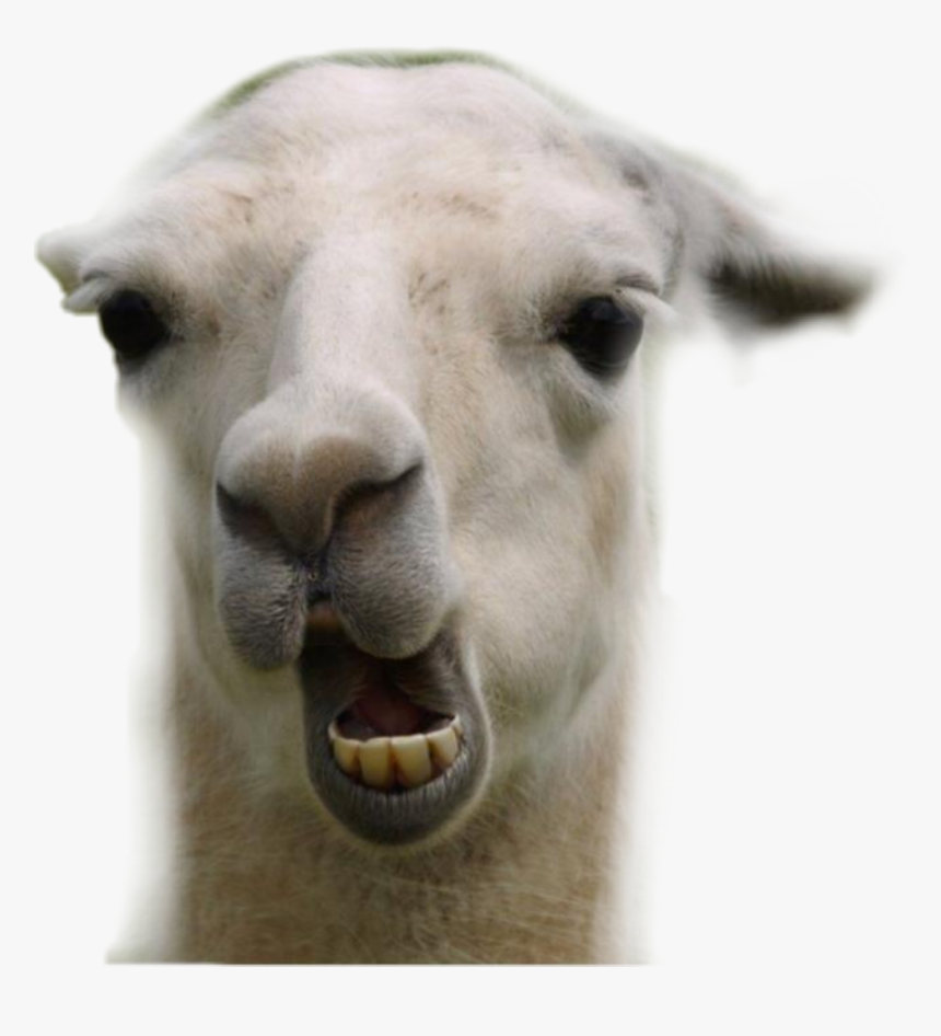 #animal #goat #happy #cute #snitsel #mehmeh #white - Llama Funny, HD Png Download
