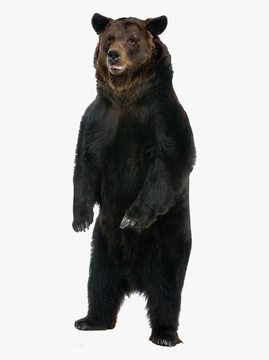 Black Bear Png, Transparent Png
