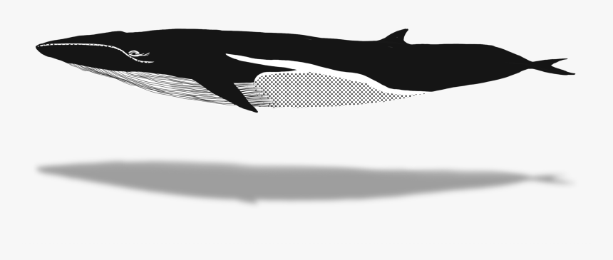 Whaletrips Homepage All About Watching Finbacks - Blue Whale, HD Png Download