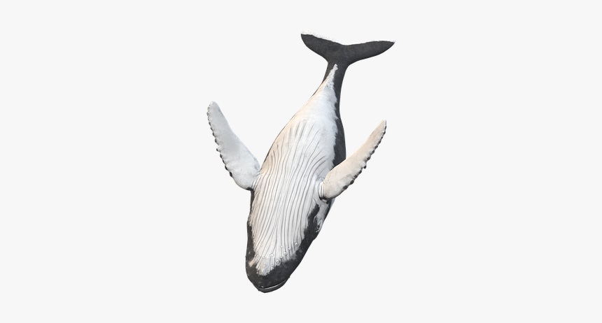 Killer Whale, HD Png Download