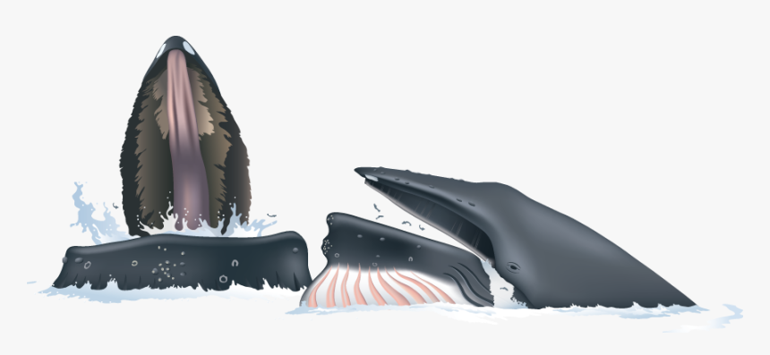 Humpback Whale, HD Png Download