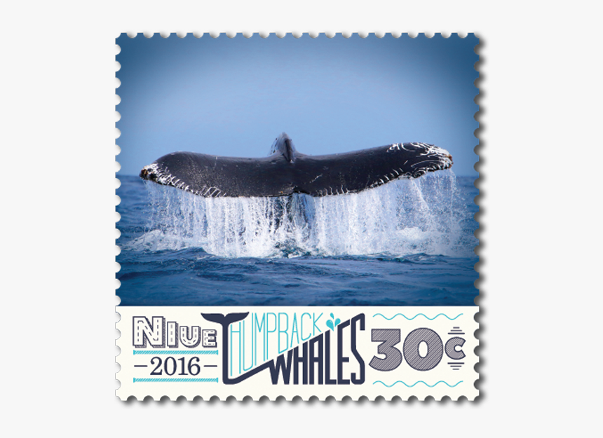 Dolphin, HD Png Download