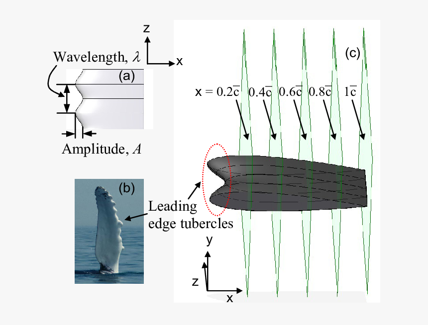 Whale Tubercle Flipper, HD Png Download