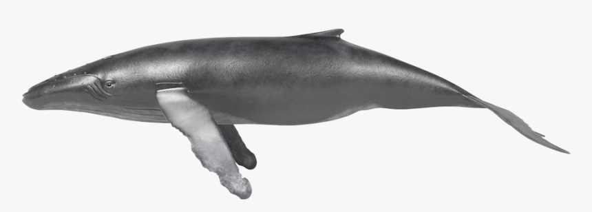 Blue Whale, HD Png Download
