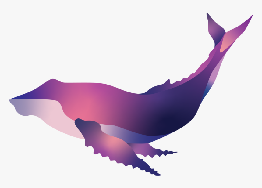 Humpback Whale - Illustration, HD Png Download