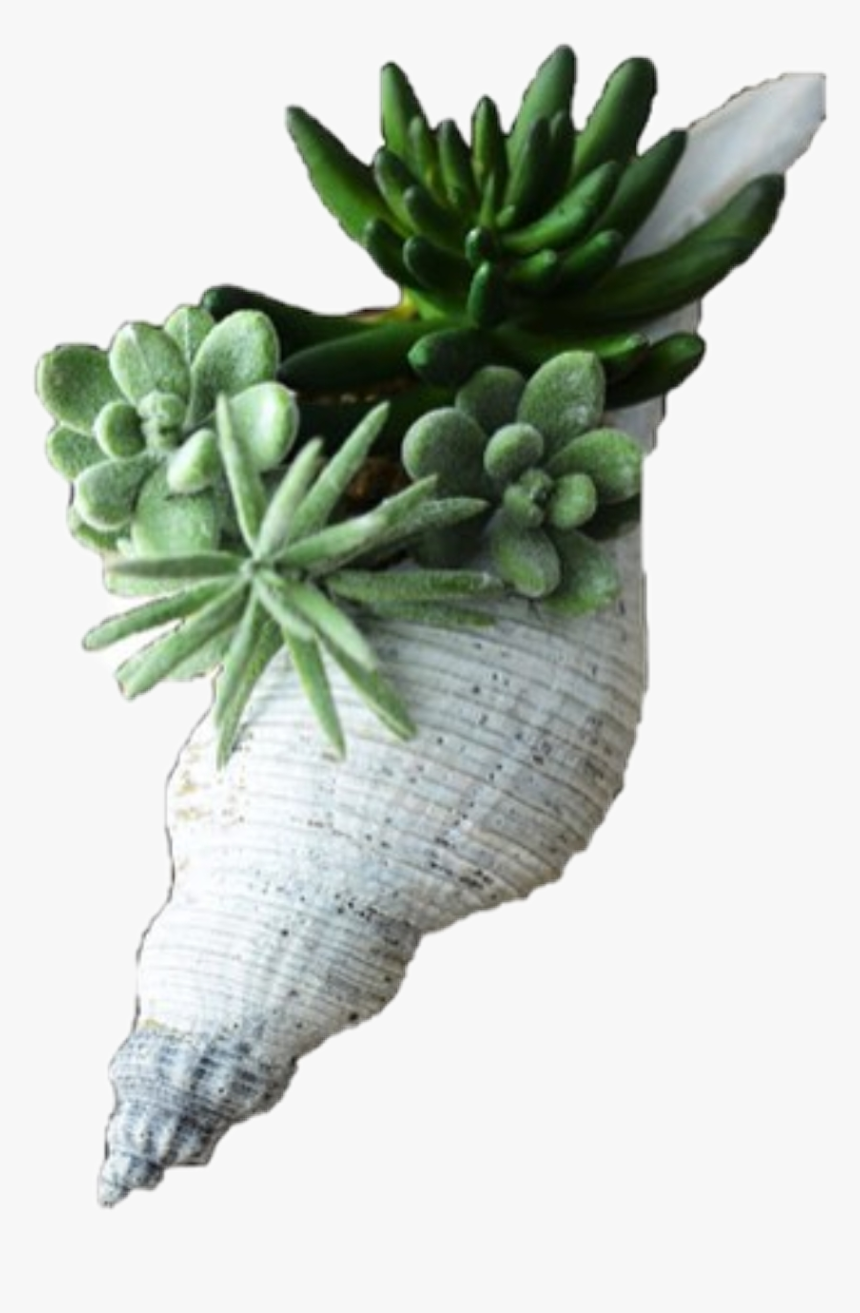 #plant #flower #green #filler #png #pngs #seashell - Succulent Plant, Transparent Png