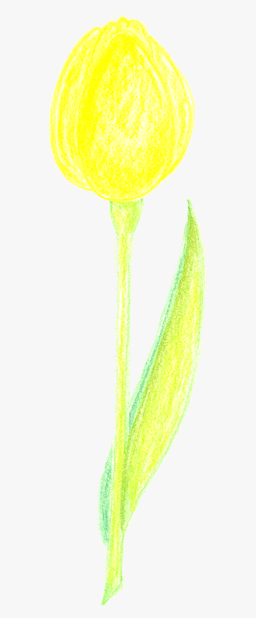 Flower, HD Png Download