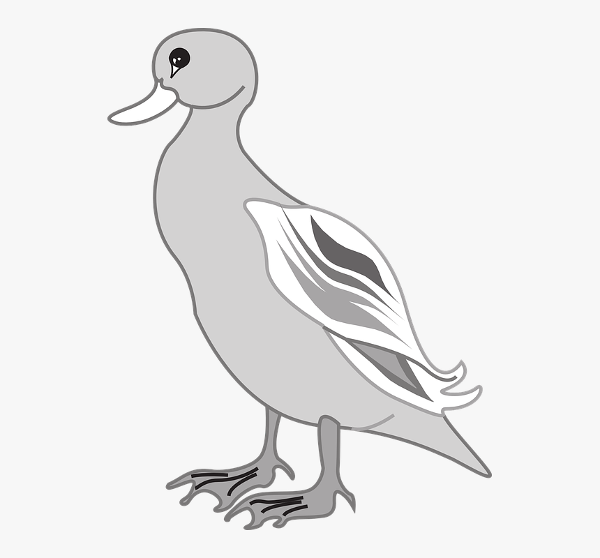 Grey Duck Clipart, HD Png Download