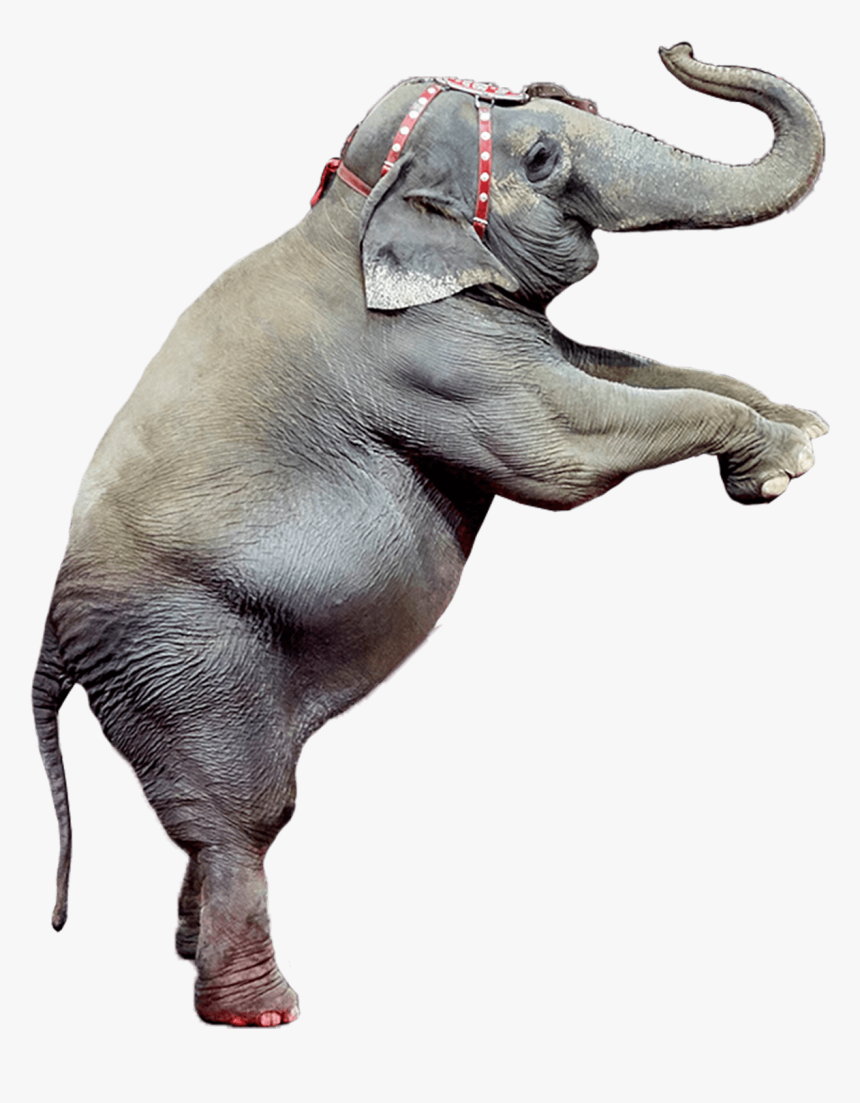 Indian Elephant, HD Png Download