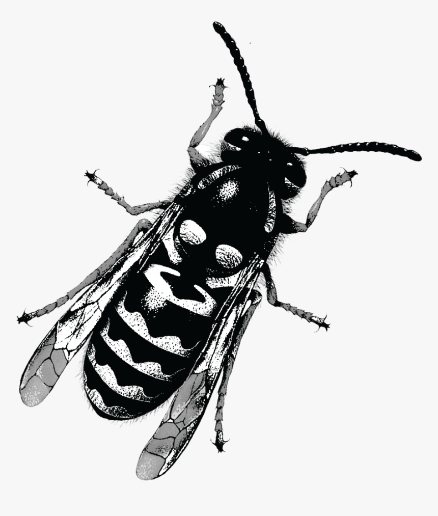 Yellow Jacket Was Conceptualized After A Tragic Robbery - Bee, HD Png Download