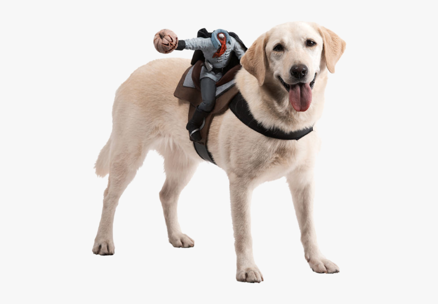 labrador spider costume