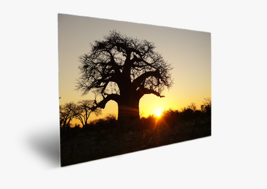 Tree In Bubble Sunset, HD Png Download