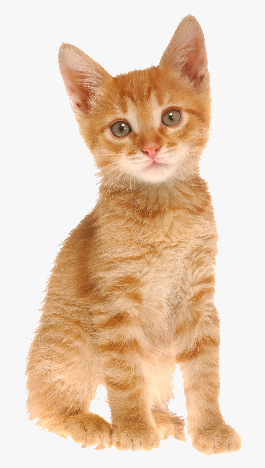 Cute Puppy, HD Png Download