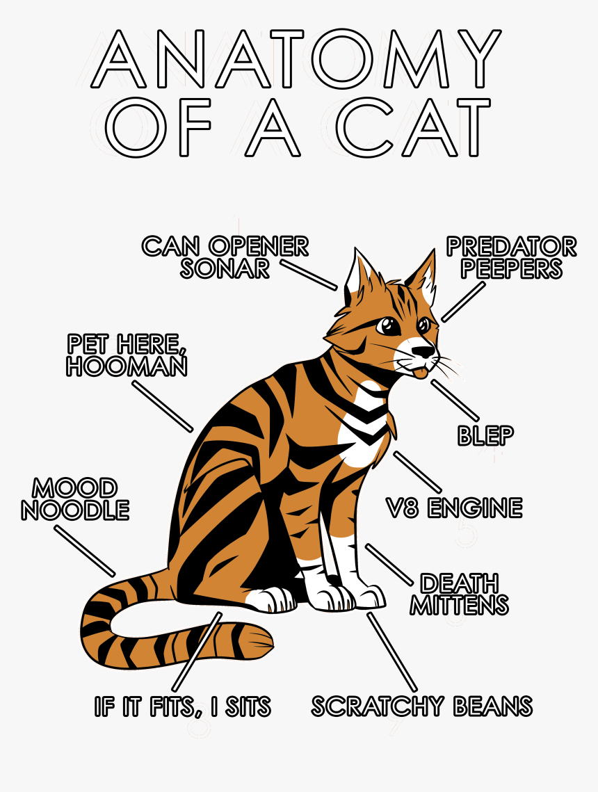 Anatomy Of A Cat, HD Png Download