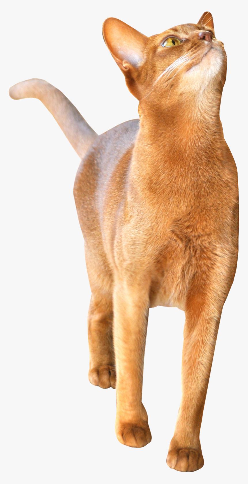 Abyssinian Cat, HD Png Download