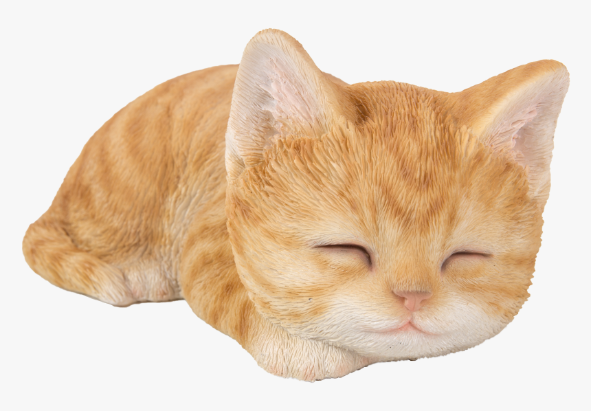 Tabby Cat, HD Png Download