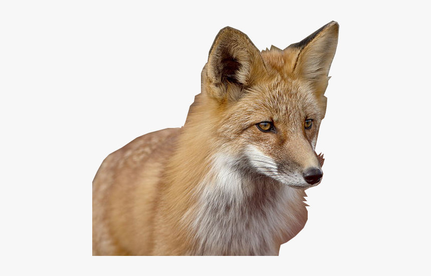Red Fox, HD Png Download