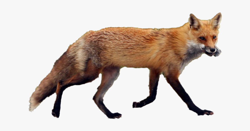 Fox Transparent Image - Red Fox, HD Png Download