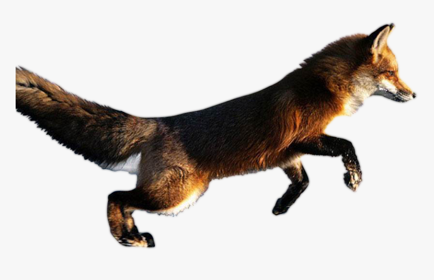 Animal Fox In Action, HD Png Download