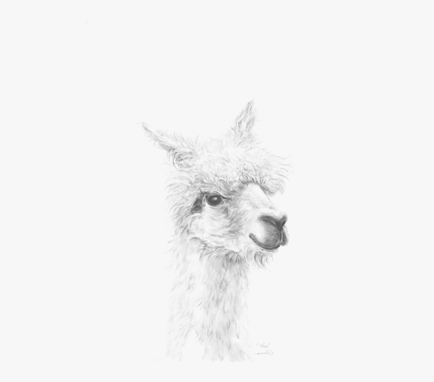Llama, HD Png Download