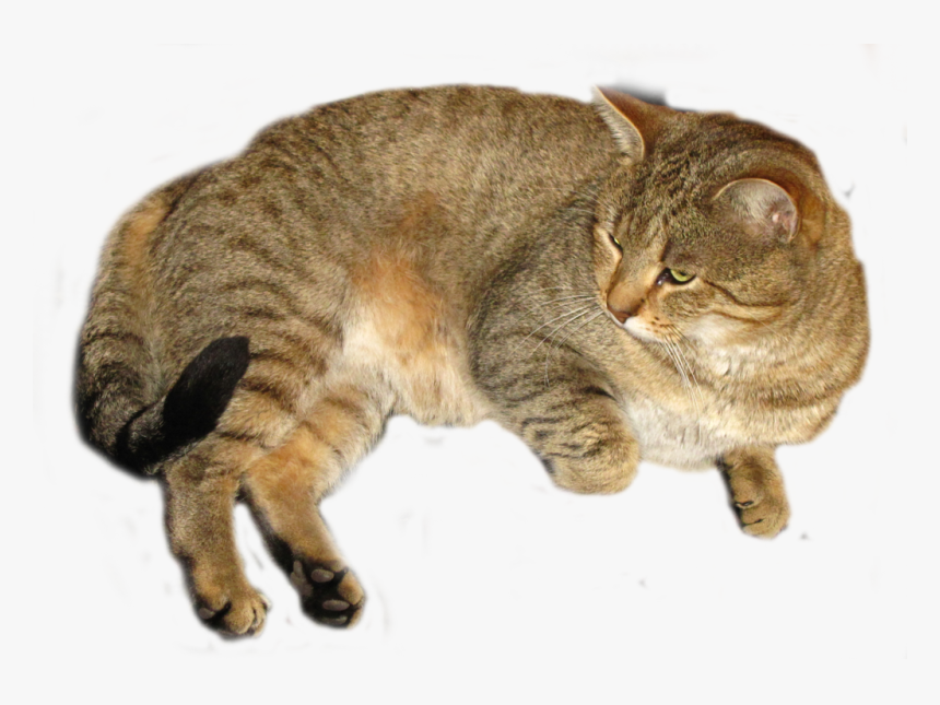 Cat Cutout Png , Png Download - British Shorthair Brown Tabby, Transparent Png