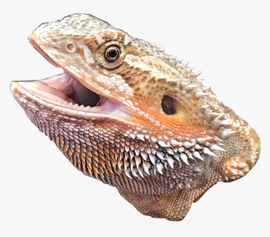 #bearded #dragon #freetoedit - Green Iguana, HD Png Download