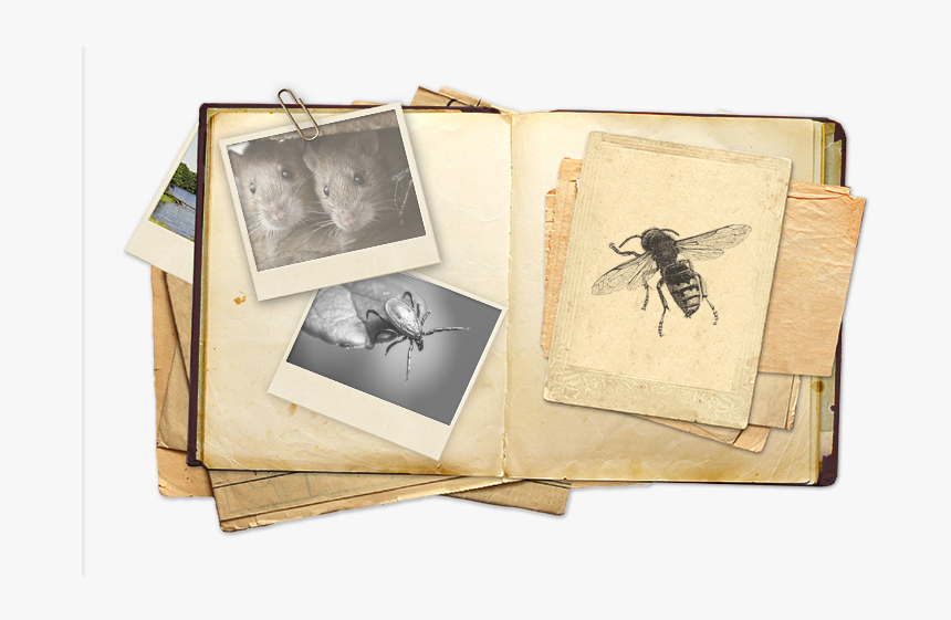 Scrapbook View Of Top Gun Pest Control - Photograph, HD Png Download