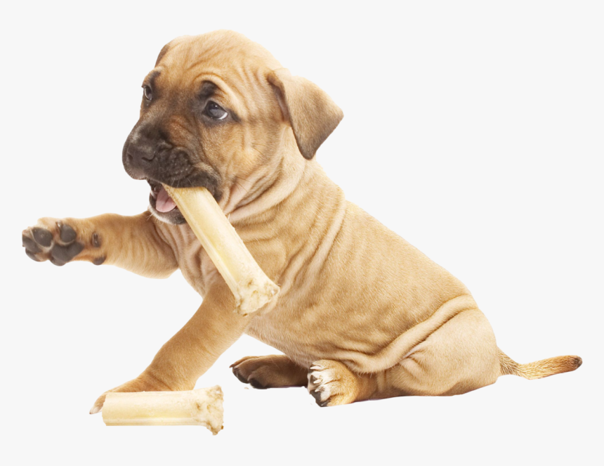 Pitbull Puppy Png - Pit Bull Puppy Png, Transparent Png
