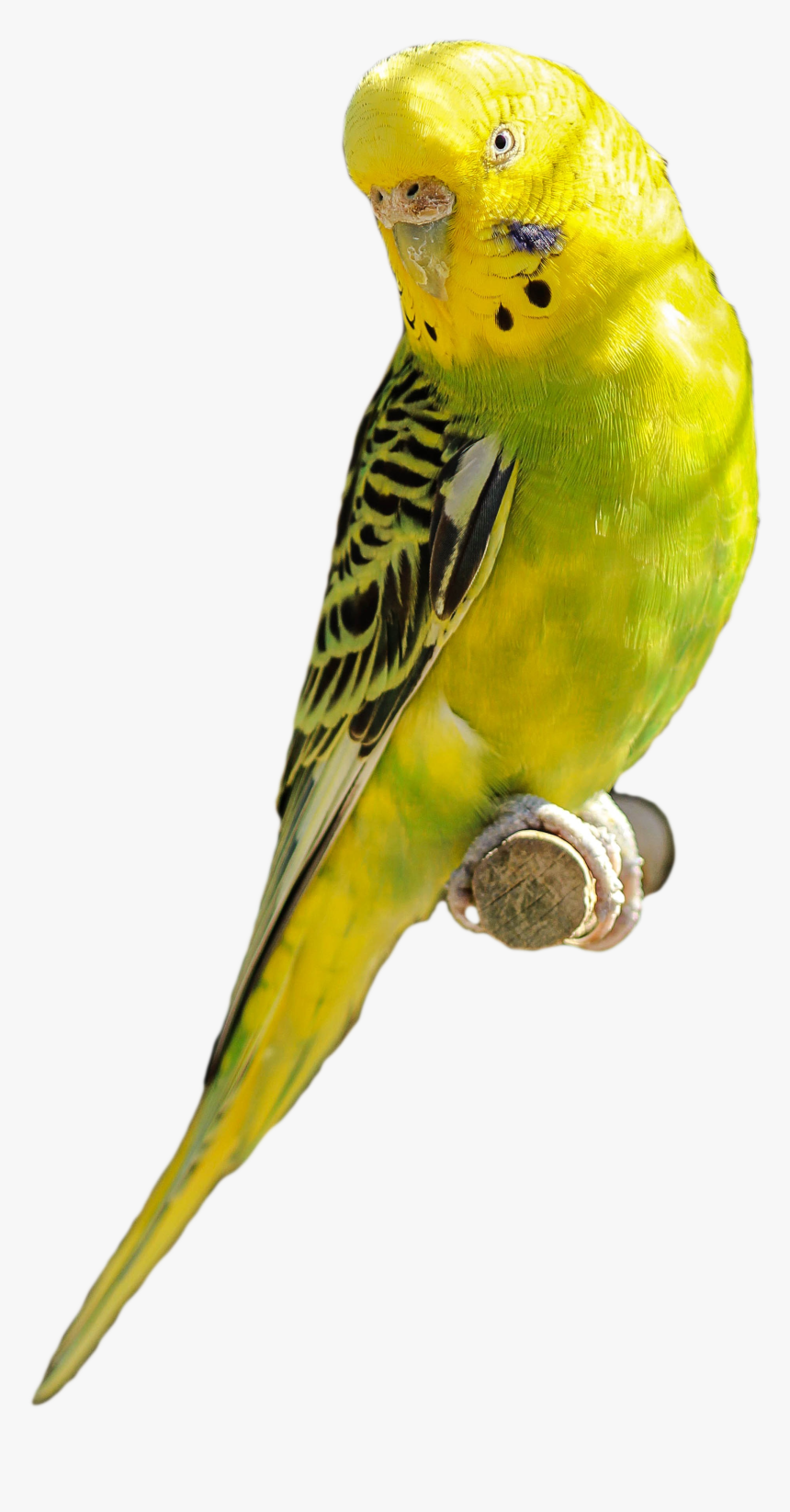Parakeet Yellow Green Bird Parrot Pet Transparent Backgroung, HD Png Download