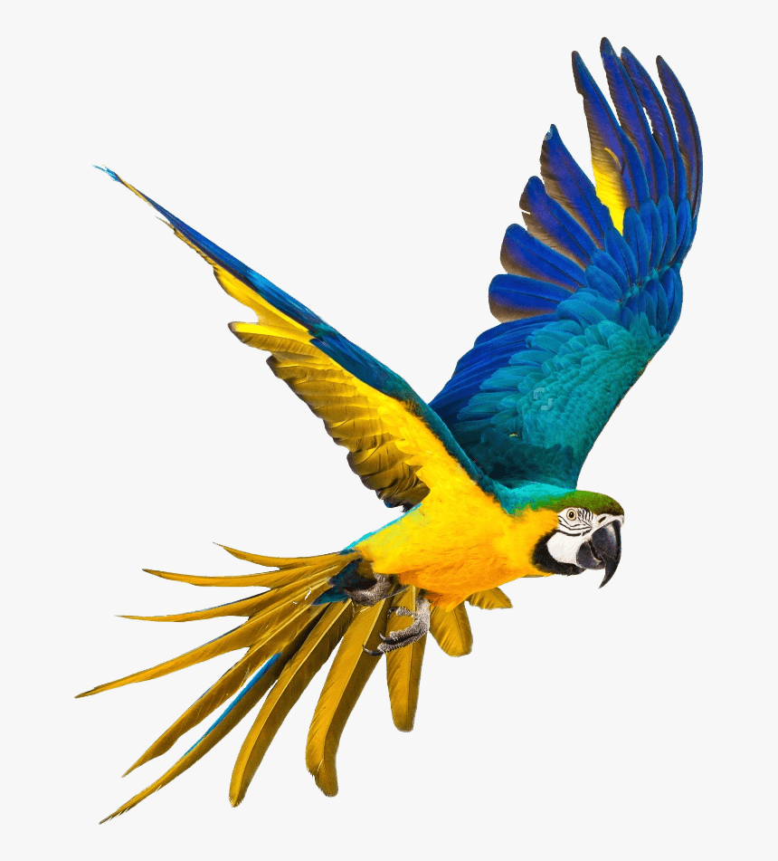 Parrot Png, Transparent Png