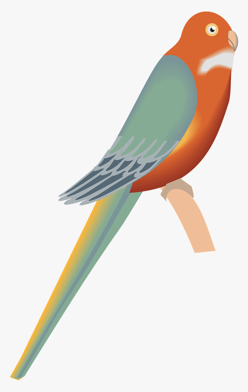 Parrot, HD Png Download