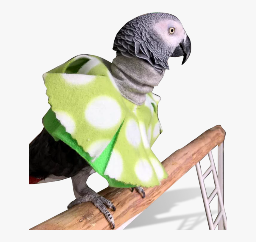 Parrot Poncho For Feather Picking Help 
 Class - Macaw, HD Png Download