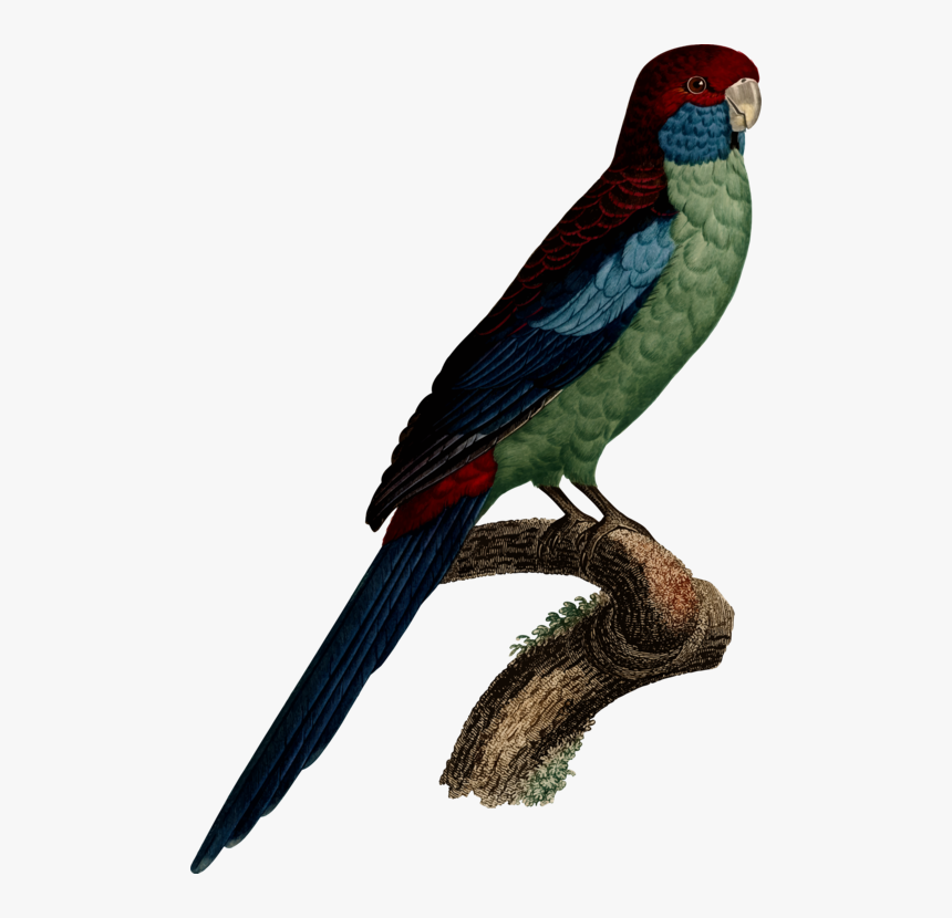 Parakeet, HD Png Download