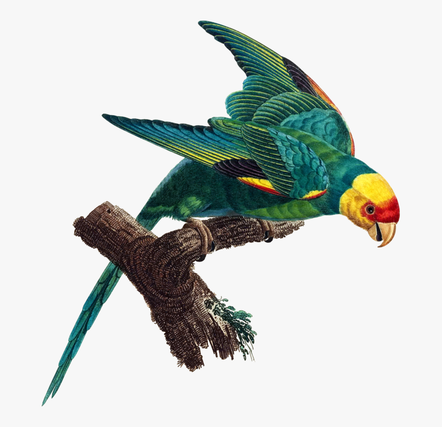 Did Carolina Parakeet Go Extinct, HD Png Download