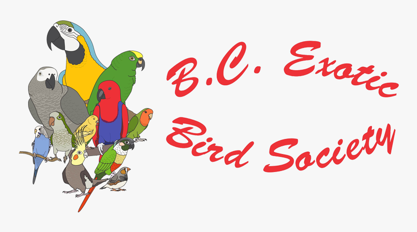 Parakeet Png, Transparent Png