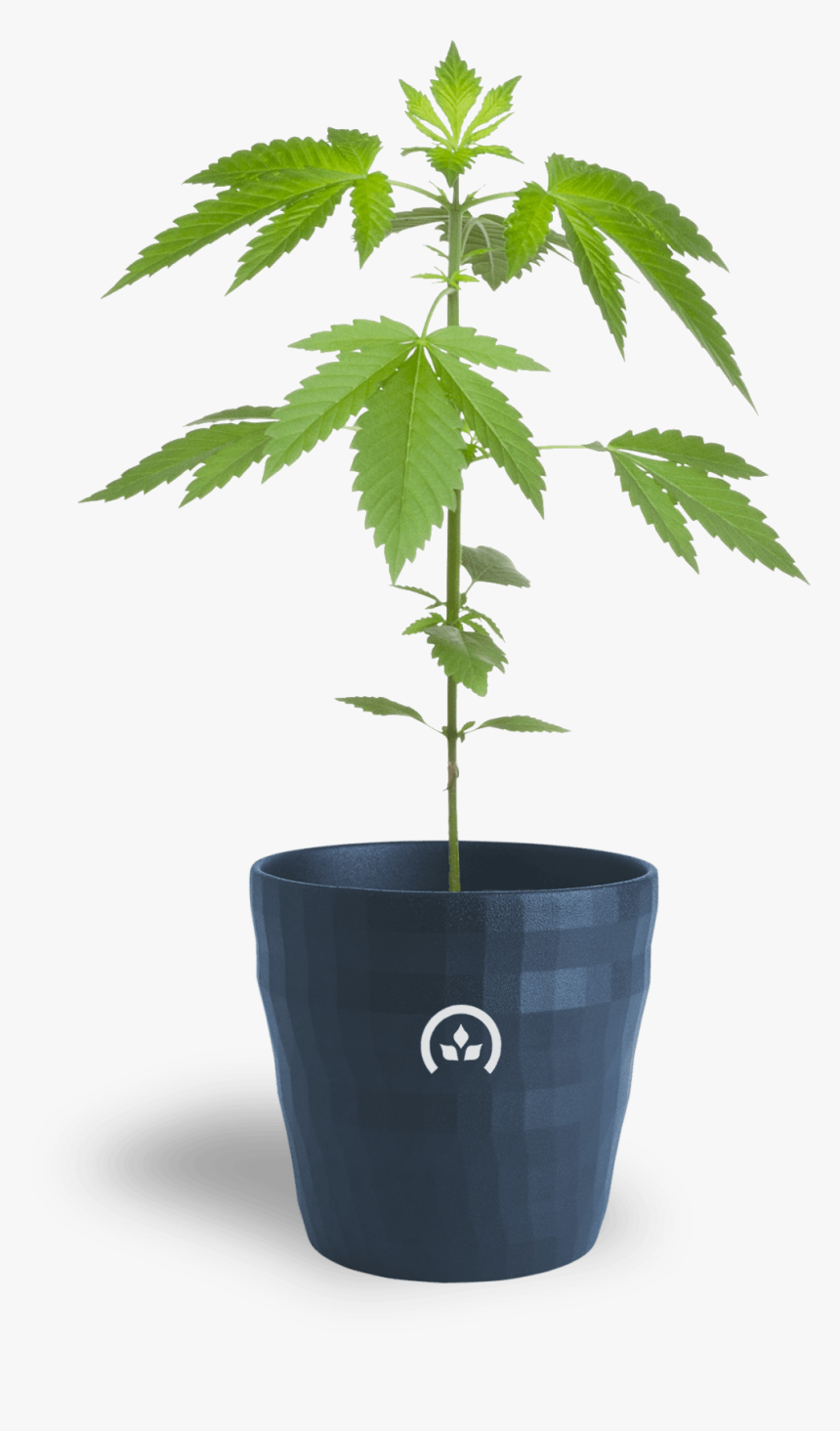 Conception Nurseries Cannabis Clones - Marijuana Pruning, HD Png Download